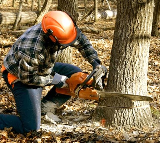 Tree Removal in Coulterville, IL